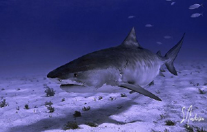 Emma investigating our presence at Tiger Beach - Bahamas by Steven Anderson 